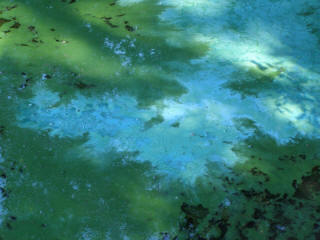 bg algae water iepa hab web site
